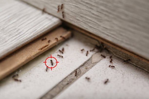 Best Wasp Removal Services  in Cary, IL